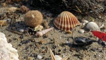 A la découverte de la laisse de mer